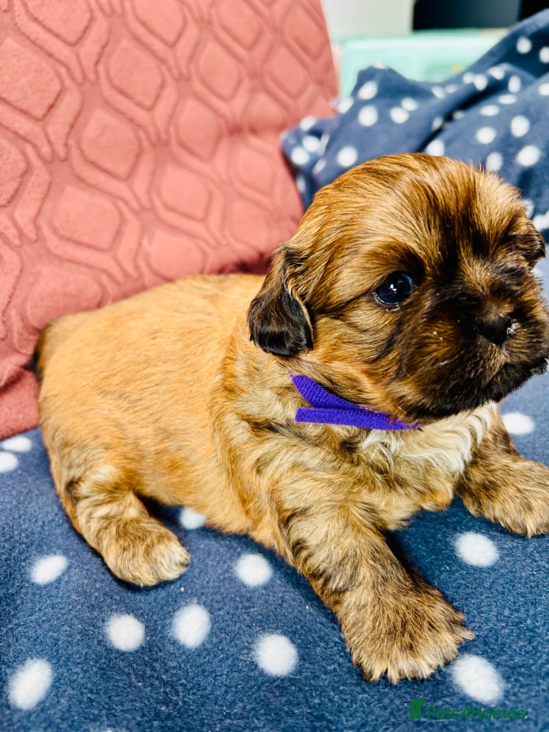 Shih Tzu dogs for sale: Beautiful KC Reg puppies 1 girl & 3 boys  in Watford - Advert 23