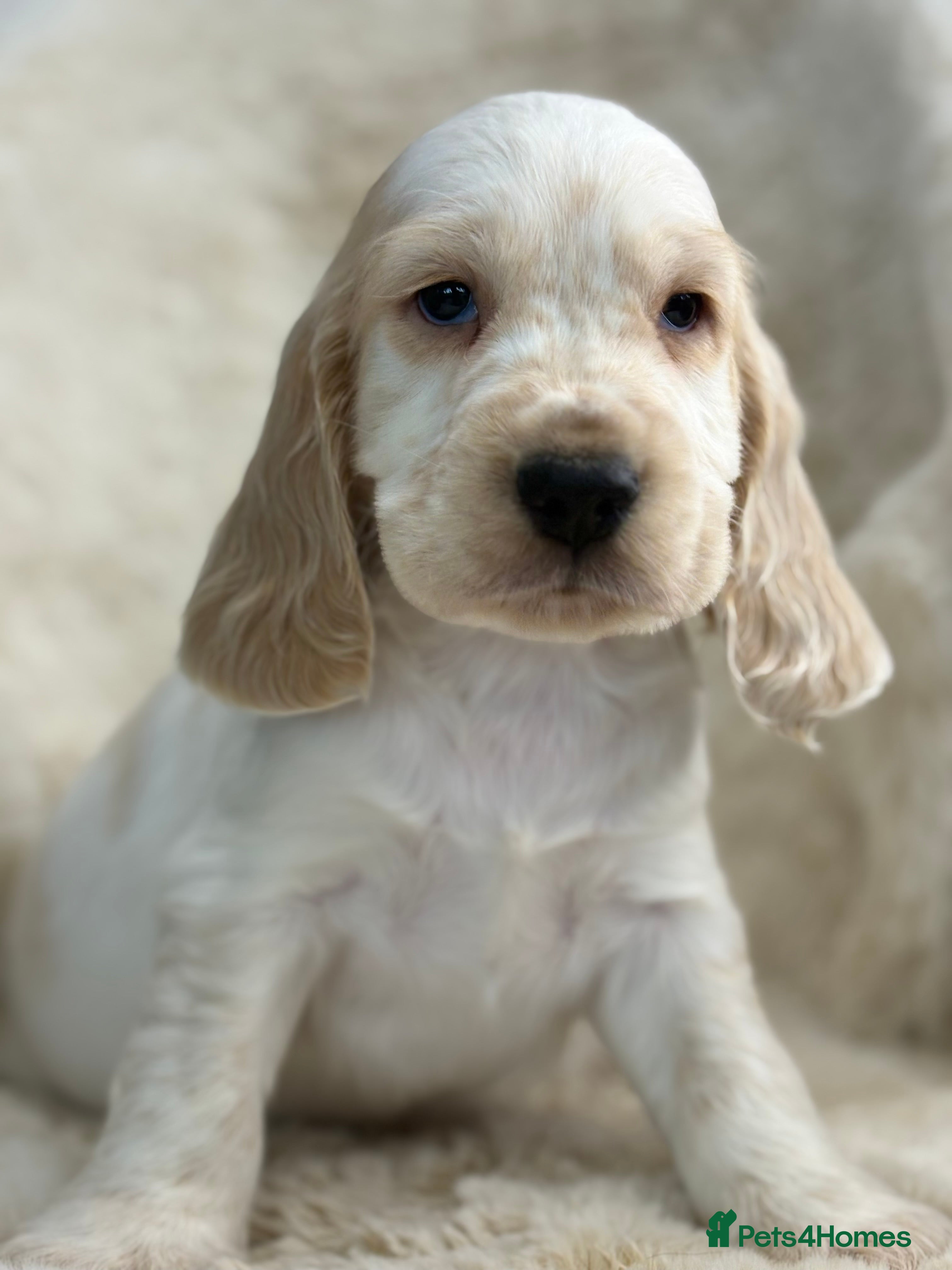 Cocker Spaniel dogs Beautiful health tested show cocker spaniel pups - Advert 1