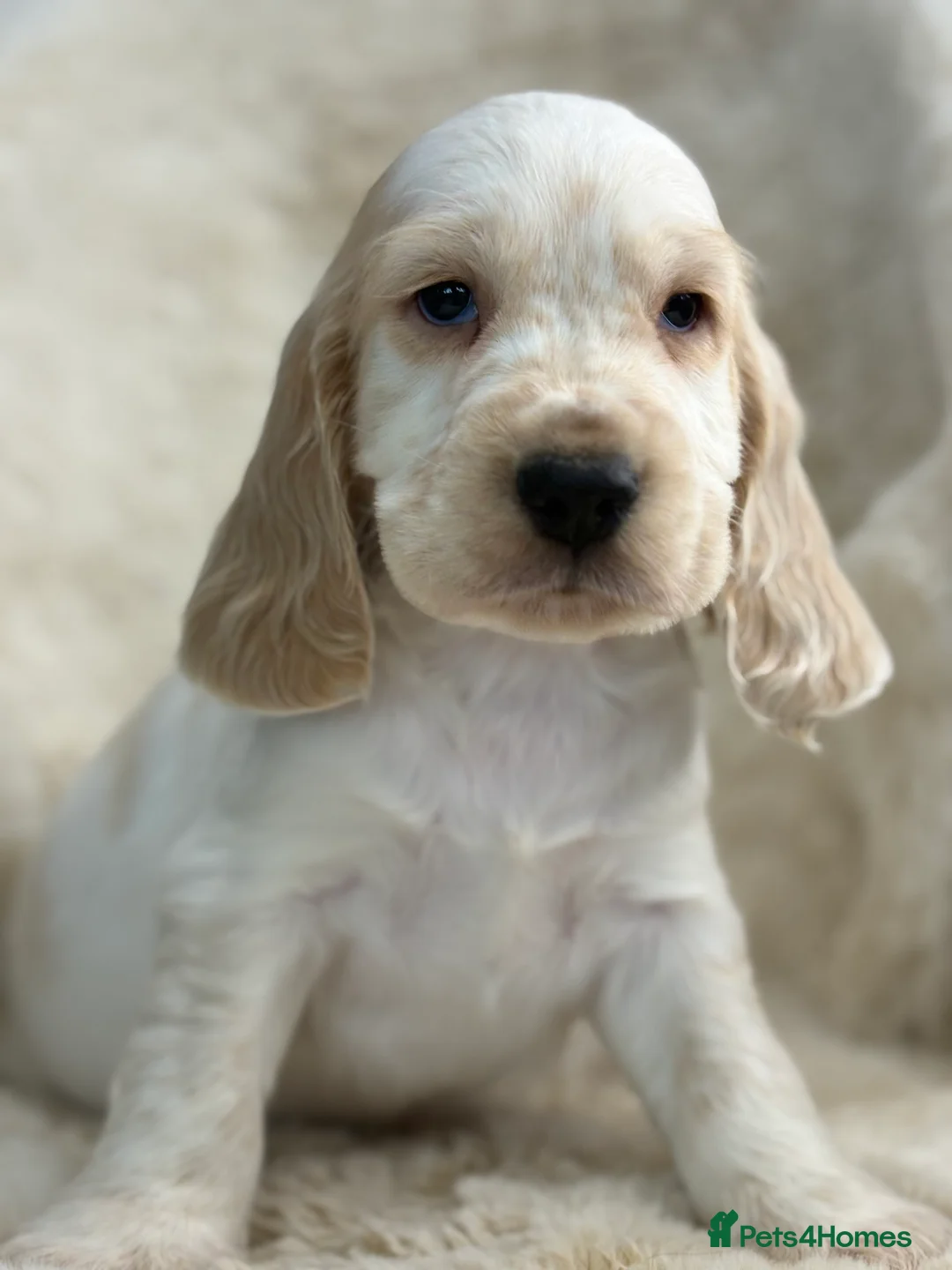 Cocker Spaniel dogs for sale: Beautiful health tested show cocker spaniel pups - Advert 1