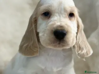 Cocker Spaniel dogs Beautiful health tested show cocker spaniel pups - Advert 3