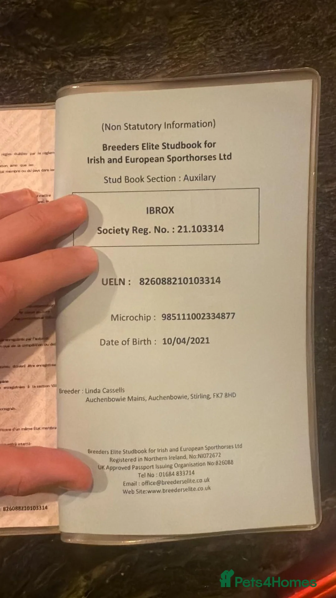 Danish Warmblood horses for sale: mart & compact gelding with a super athletic jump - Advert 3