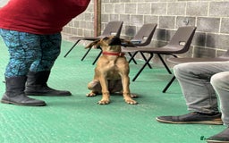 Mixed Breed dogs for adoption: Loveable Cher, is 5 months old - Image 10