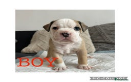 Olde English Bulldogge dogs for sale: 7 olde English bulldogs puppies - Image 3