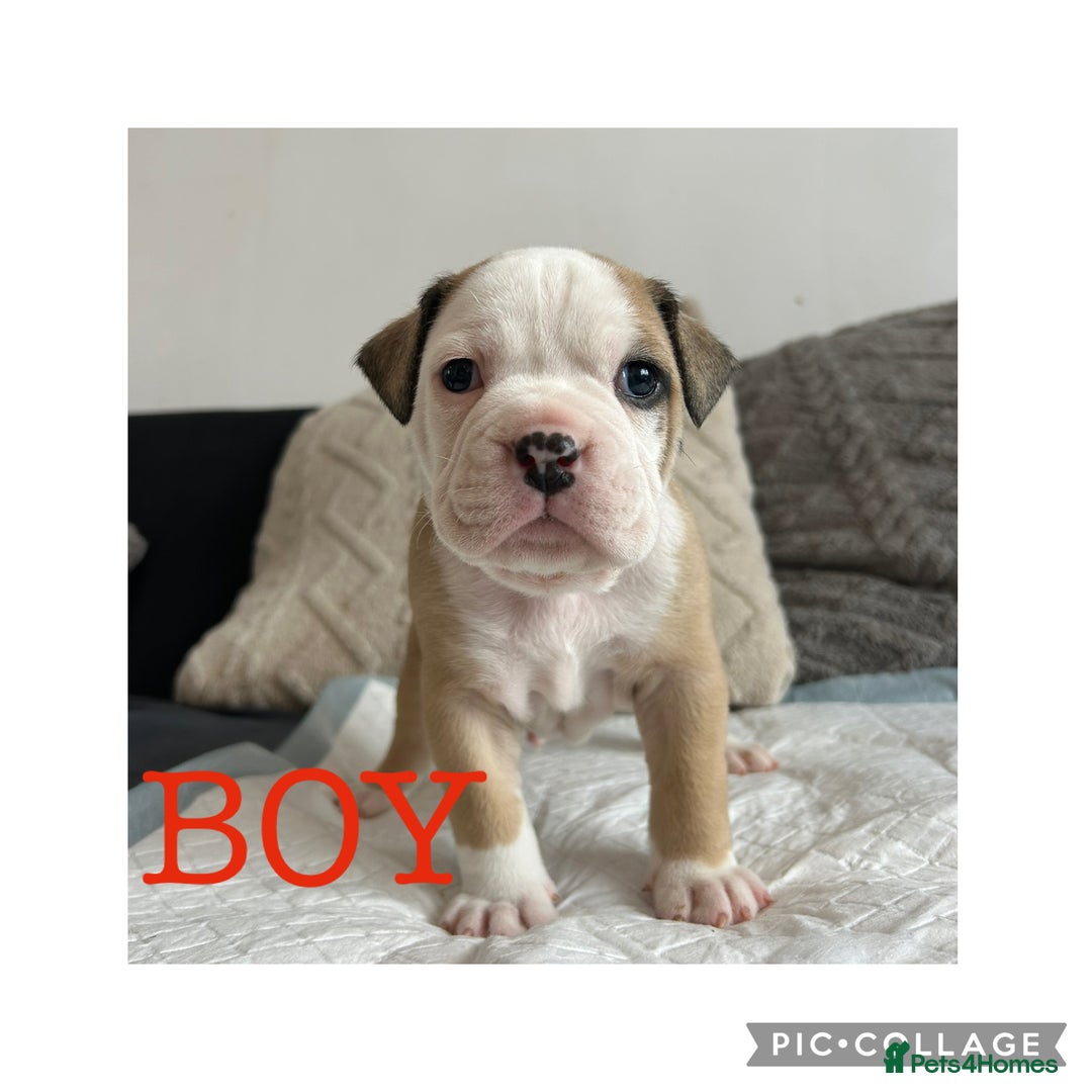 Olde English Bulldogge dogs for sale: 7 olde English bulldogs puppies - Image 3