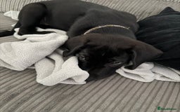 Mixed Breed dogs for sale: Rocky  - Image 3