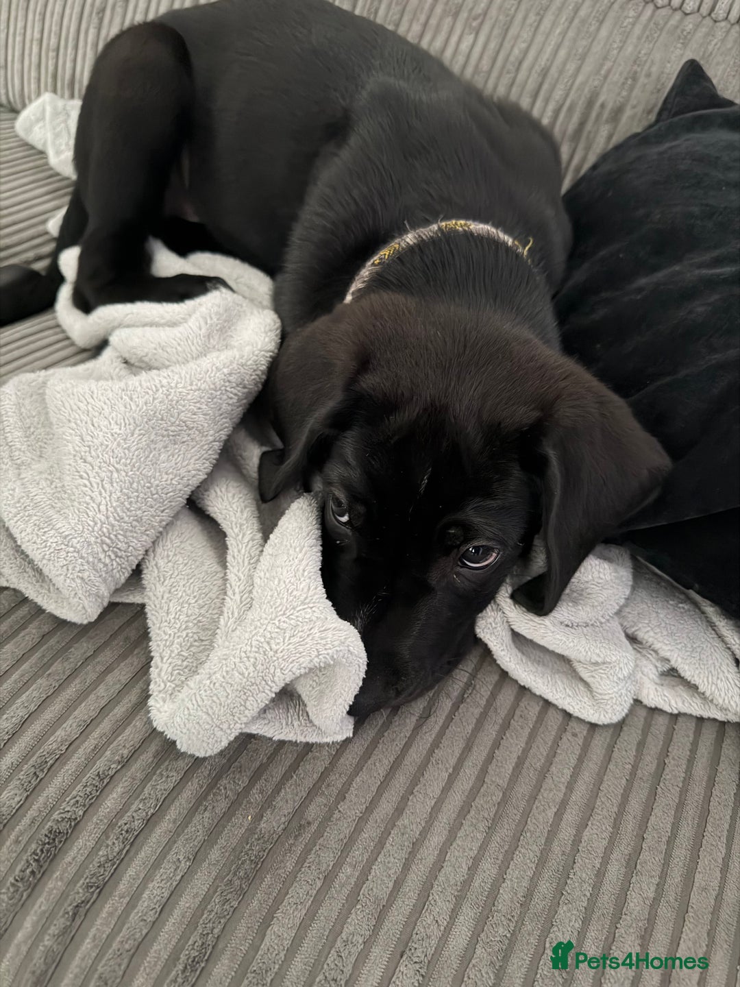 Mixed Breed dogs for sale: Rocky  - Image 3