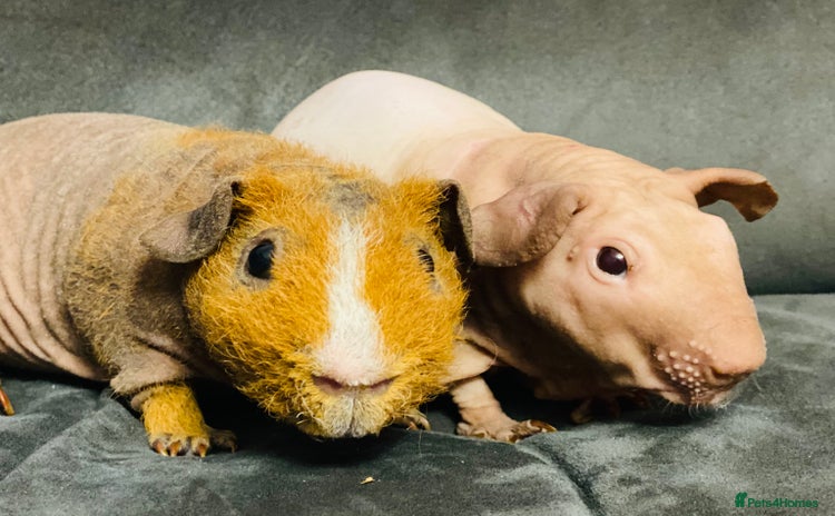 Guinea Pig rodents Skinny pig, werewolf and Baldwin breeder - Advert 5