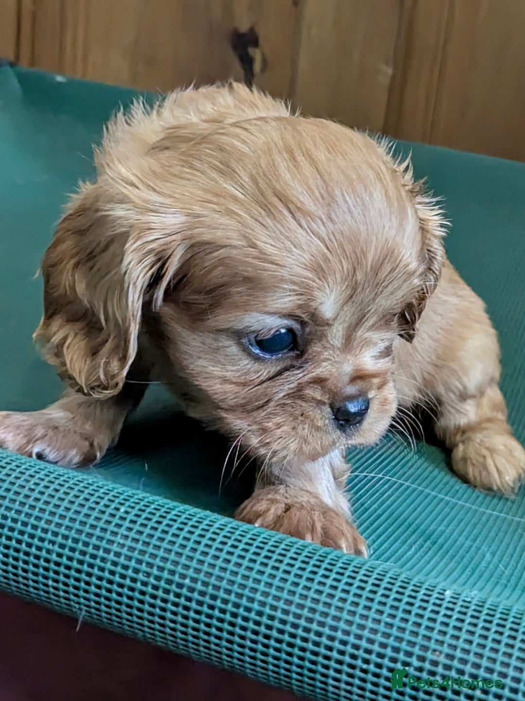 Cavalier King Charles Spaniel dogs for sale: Stunning Deep Ruby Cavalier king Charles puppies  - Image 40