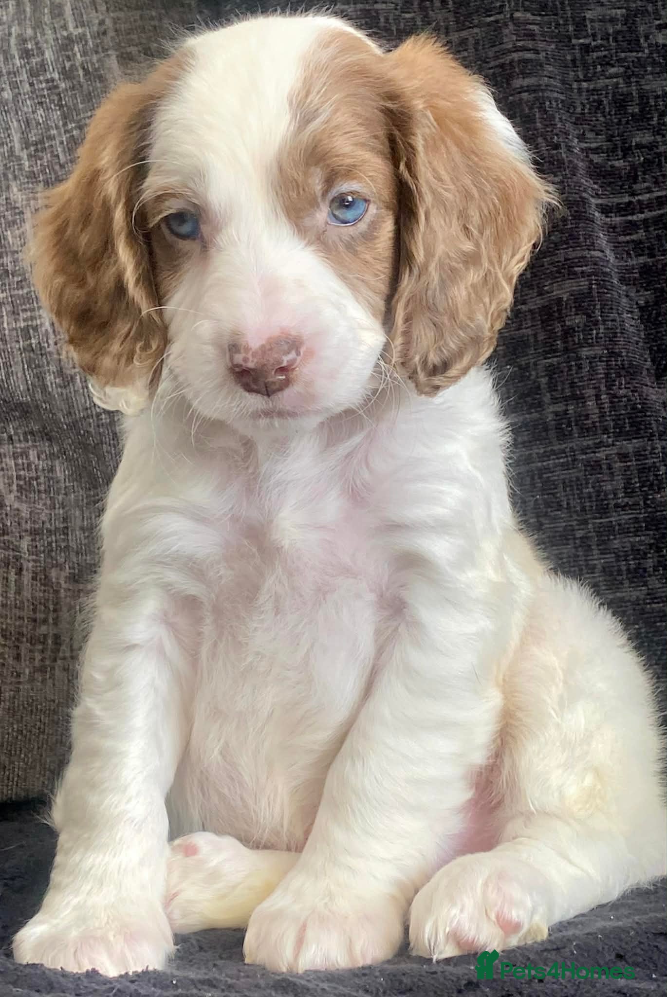 Sproodle dogs Last 2 boys💕ready now 💕 Sprockerpoo Puppies🐶💕 - Advert 2