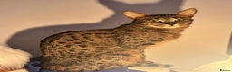 Savannah cats for sale: TICA Reg F3 Savannah Kittens HIGH PERCENTAGE - Advert 2