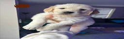 Golden Retriever dogs for sale: Golden Retriever puppies - Advert 12