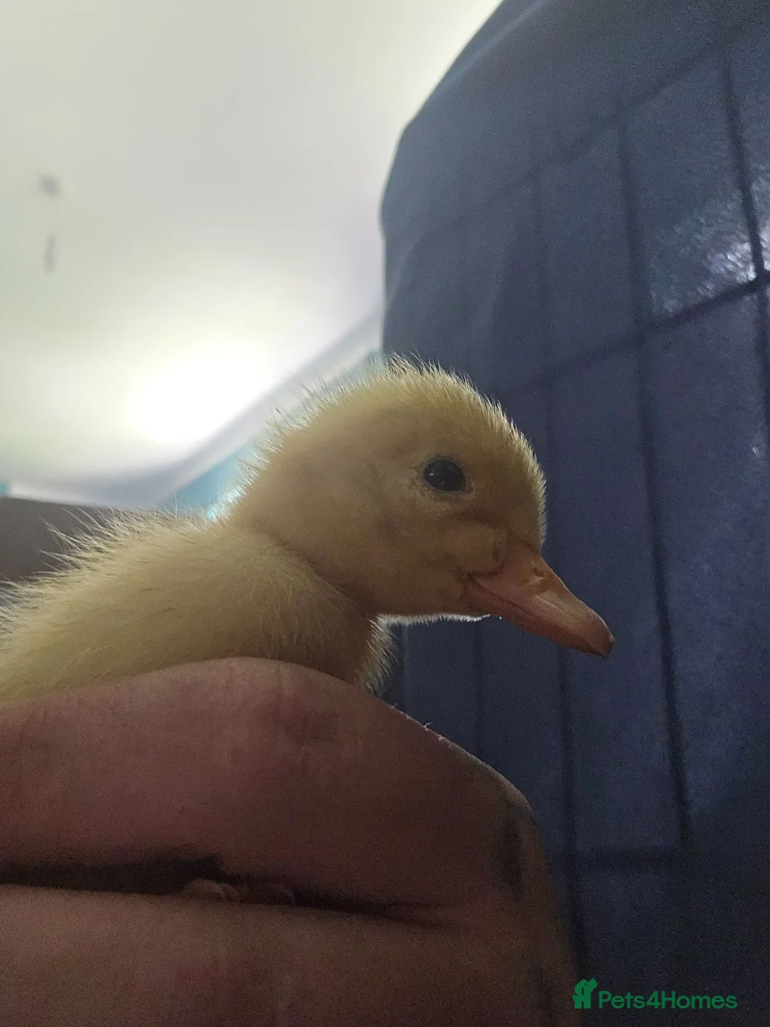 Mixed Breed birds for sale: Mix breed ducklins in Dymock - Advert 7