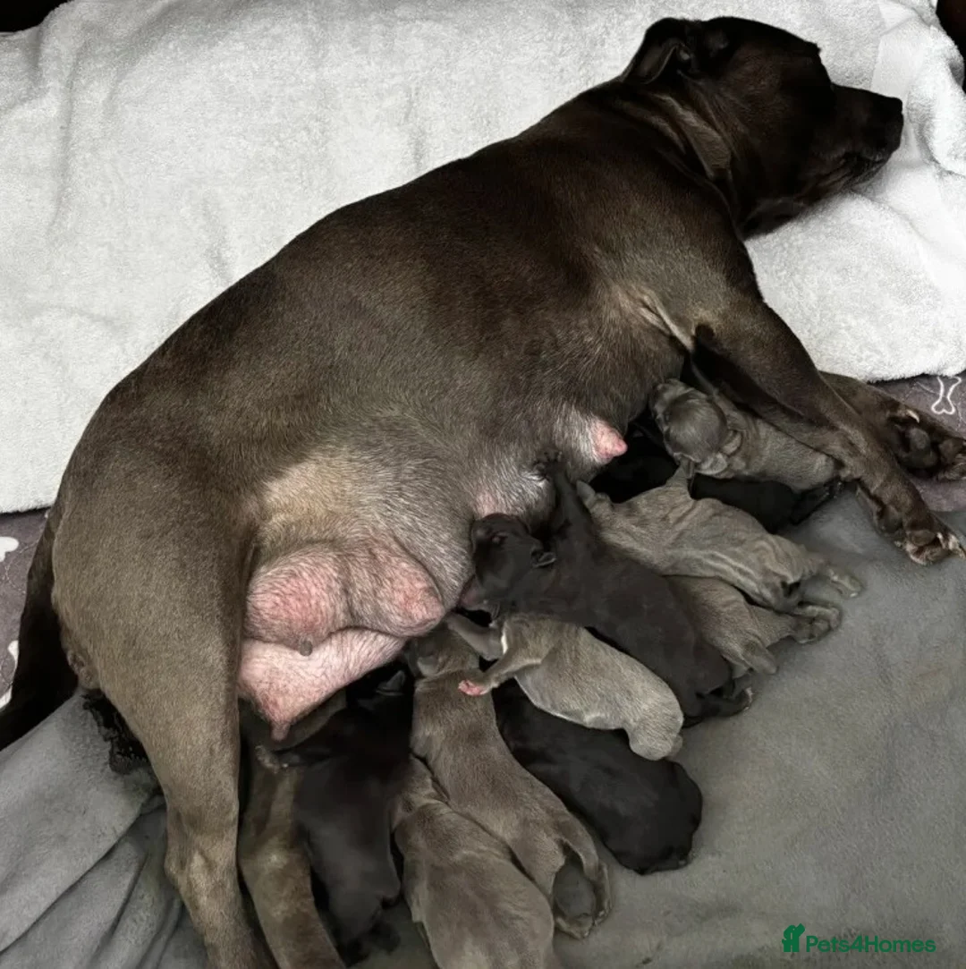 Staffordshire Bull Terrier dogs for sale: loving and sociable with amazing temperaments. - Advert 8