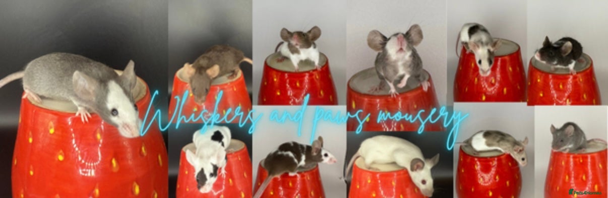 Mouse rodents Fancy mice 2 black males 4 other males - Advert 4