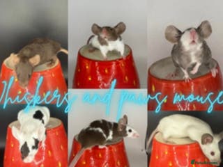 Mouse rodents Fancy mice lots of males and females available - Advert 6