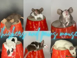 Mouse rodents Fancy mice lots of males and females available - Advert 10