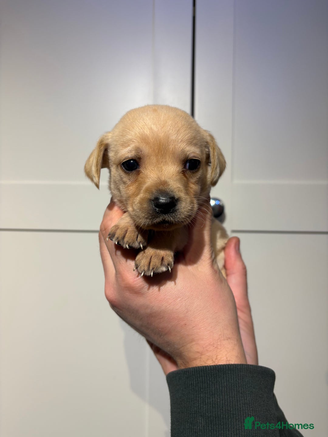 Springador dogs for sale: Labrador/Springador cross pups - Advert 29