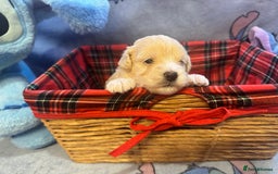 Maltipoo dogs for sale: Fluffballs of Joy 🐾💛 ready to melt your heart! - Image 9