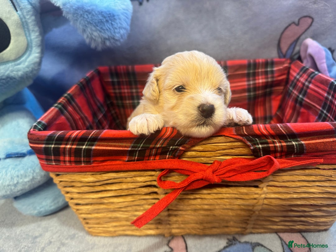 Maltipoo dogs for sale: Fluffballs of Joy 🐾💛 ready to melt your heart! - Image 9