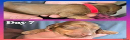 Miniature Dachshund dogs for sale: ✨️Last Girl Left✨️Longhaired Miniature Dachshunds  - Advert 17