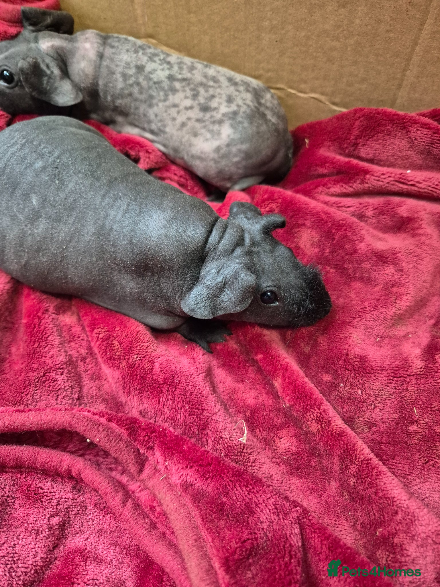 Guinea Pig rodents for sale: Pair of Baby Female Skinny Pigs For Sale  - Advert 8