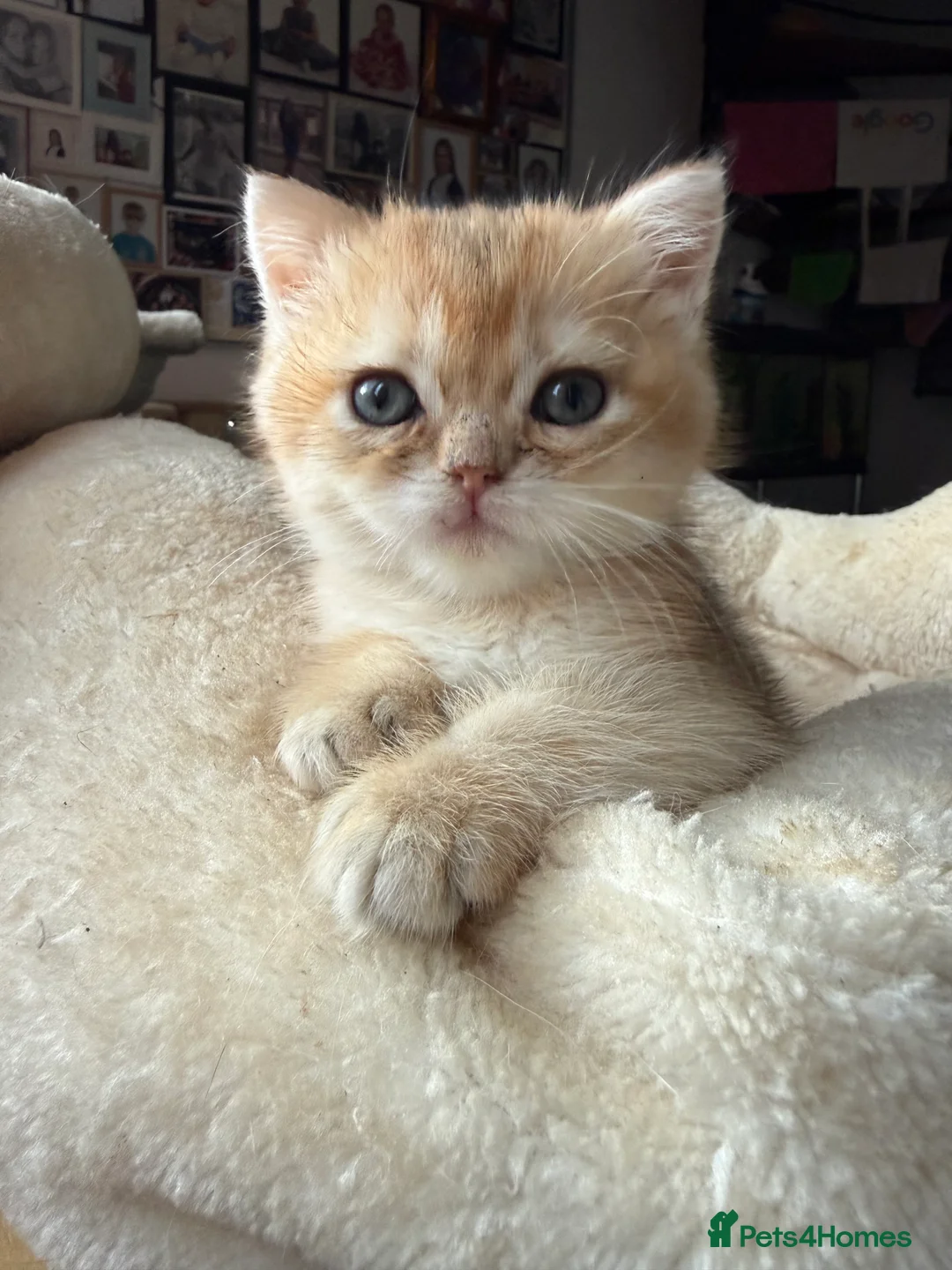 British Shorthair cats for sale: GCCF reg BSH Last Black Golden Female Kitten - Advert 35