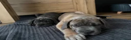 Cane Corso dogs for sale: Cane corso pups  - Advert 10