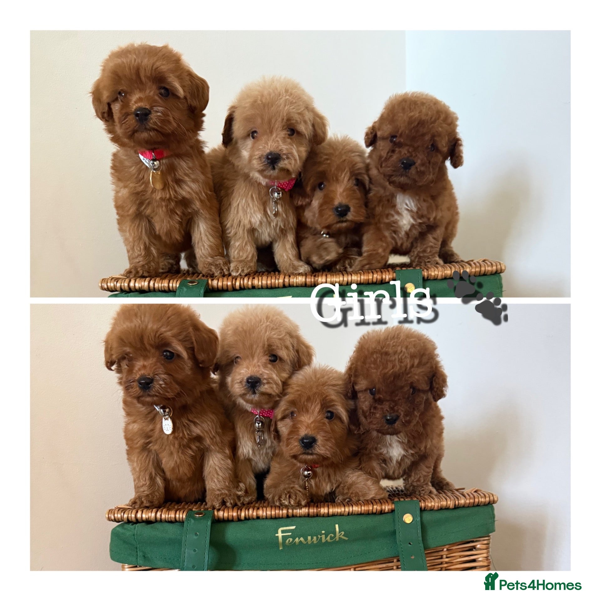 Cavapoo dogs Luxury small cavapoo - Advert 7