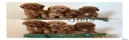 Cavapoo dogs for sale: Luxury small cavapoo - Advert 1