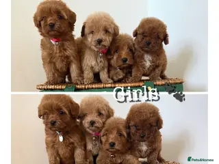 Cavapoo dogs Luxury small cavapoo - Advert 7