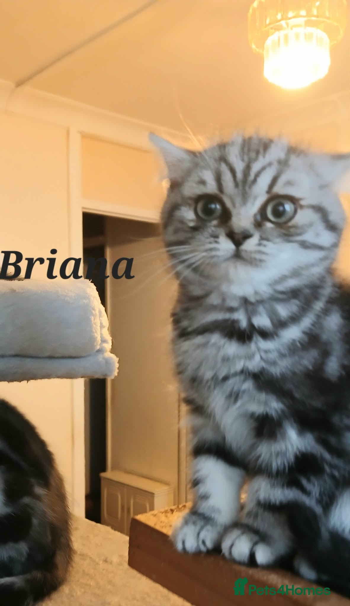 British Shorthair cats Bsh.Tabby kittens.Various prices for kittens. - Advert 1