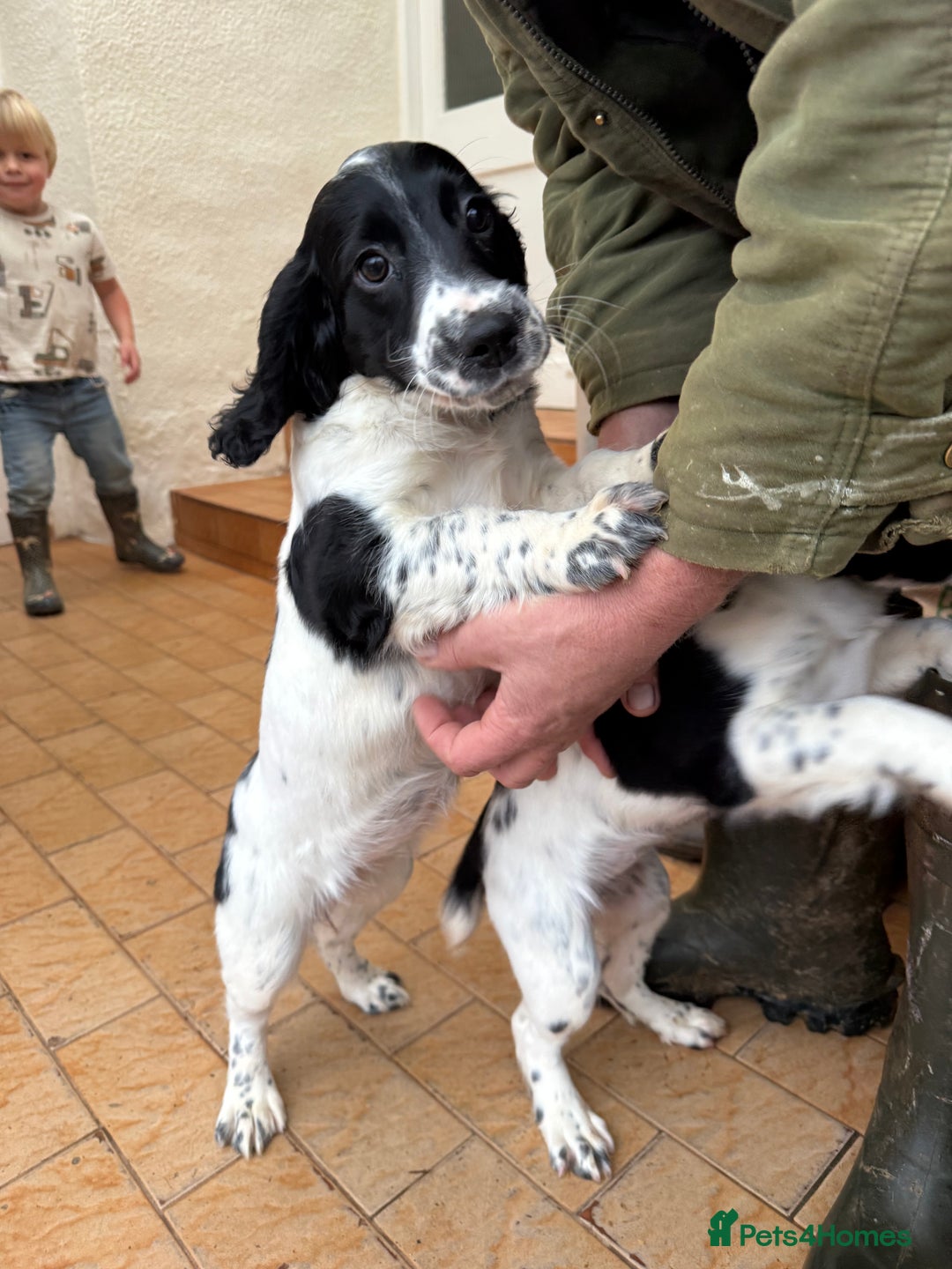 Sprocker dogs for sale: 2 sprockers available  - Advert 9