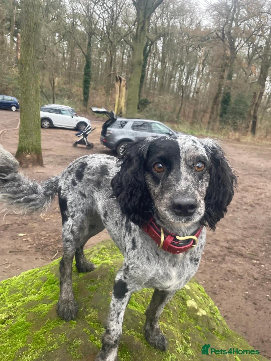 Cockapoo dogs for sale: 4 Month Cockapoo - Needing Her Forever Home 🐶🏡   - Advert 3