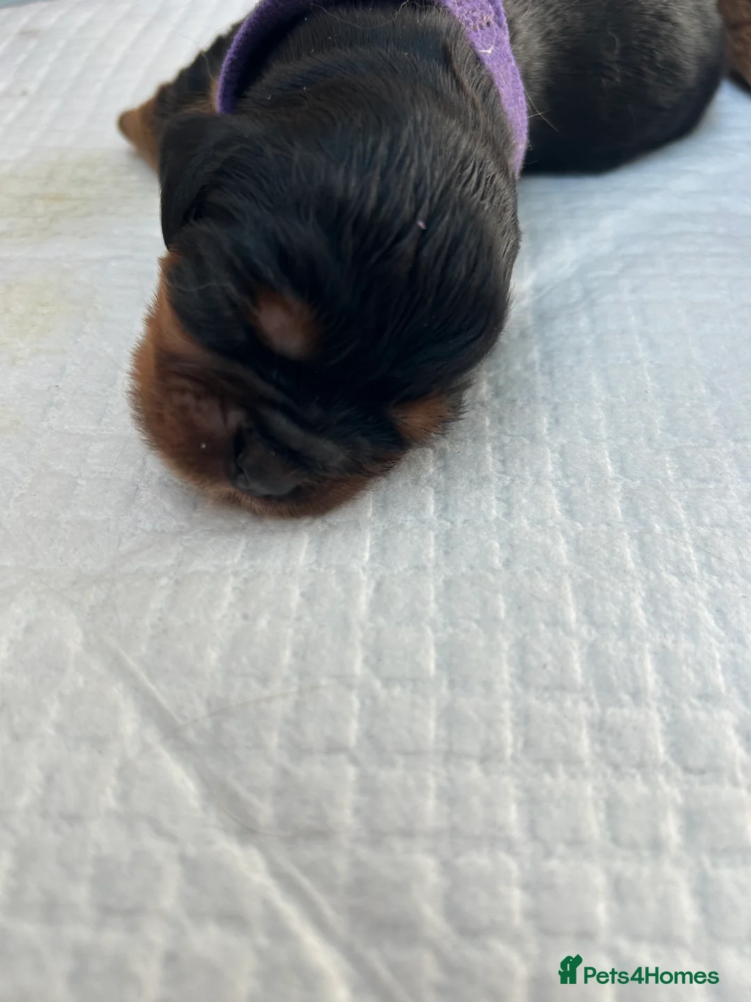 Cavalier King Charles Spaniel dogs for sale: Cavalier King Charles spaniel puppies in Berwick-upon-Tweed - Advert 2