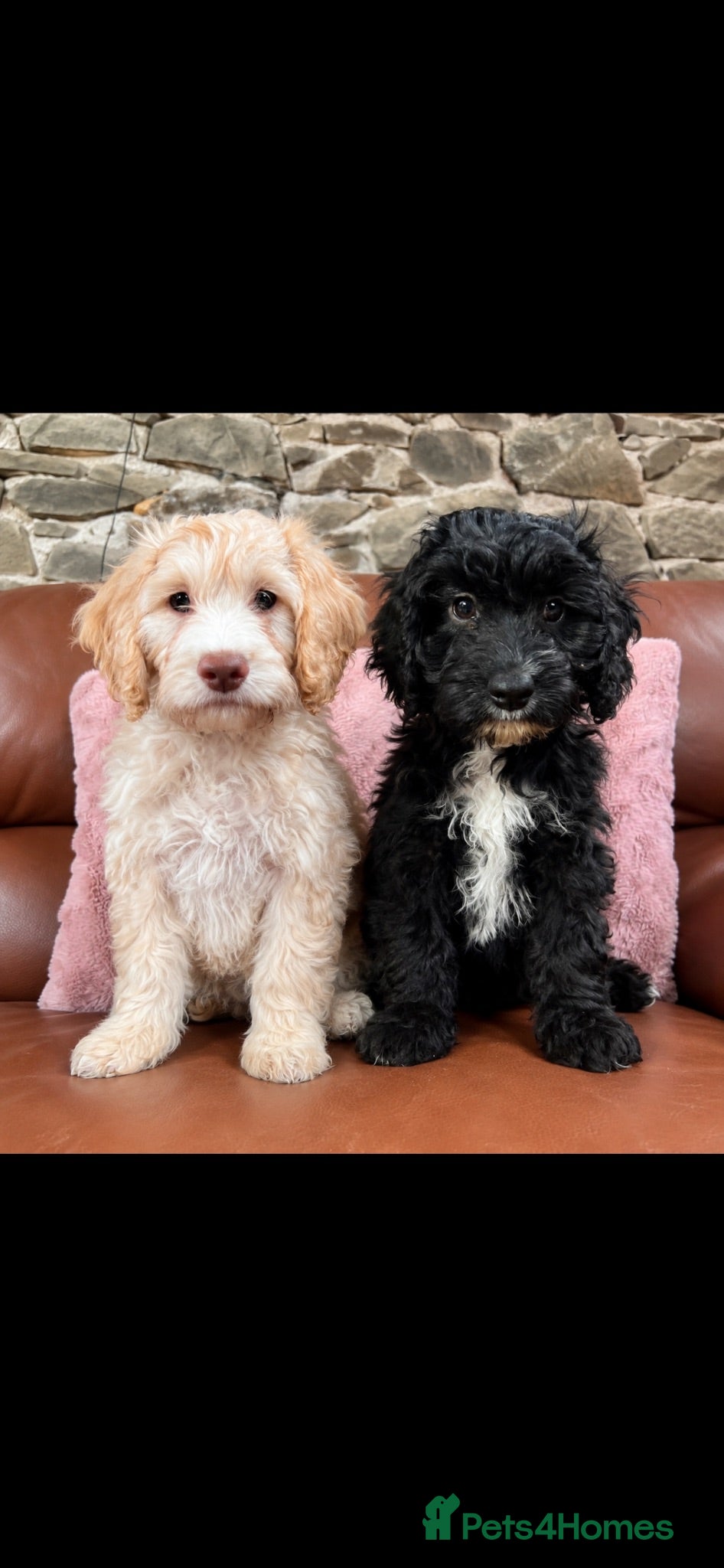 Cockapoo dogs Gorgeous F1 Cockapoo Puppies 🩷 - Advert 9