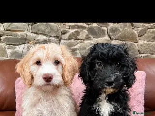 Cockapoo dogs Gorgeous F1 Cockapoo Puppies 🩷 - Advert 3