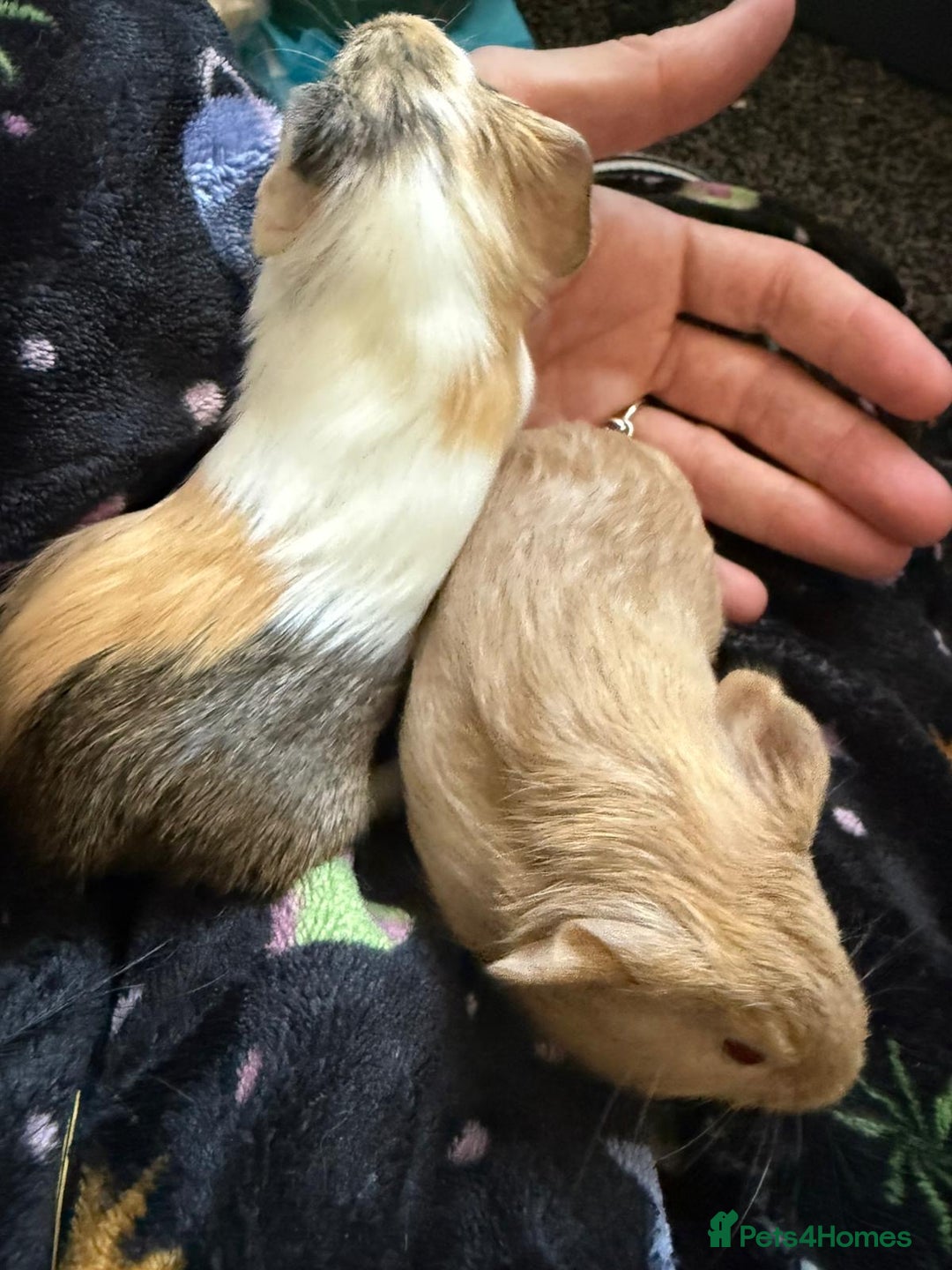 Guinea Pig rodents for sale: Two Male Bonded Brothers Together From Birth  - Image 2