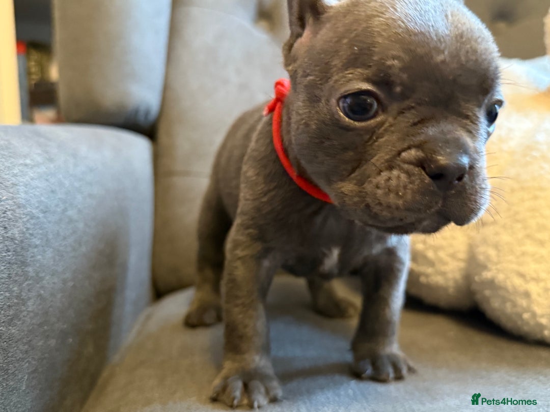 French Bulldog dogs for sale: ✨Stunning Pedigree French Bulldog Puppies✨ - Advert 32