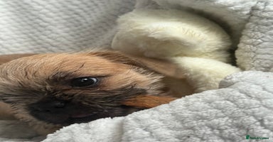 Mixed Breed dogs - Advert 2