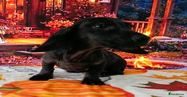 Miniature Dachshund dogs - Advert 5