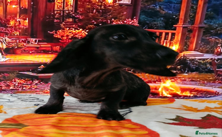 Miniature Dachshund dogs - Advert 9