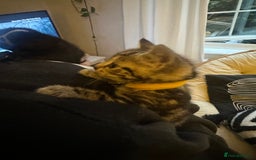 Mixed Breed cats for sale: 3 Beautiful Kittens Remaining  - Image 20