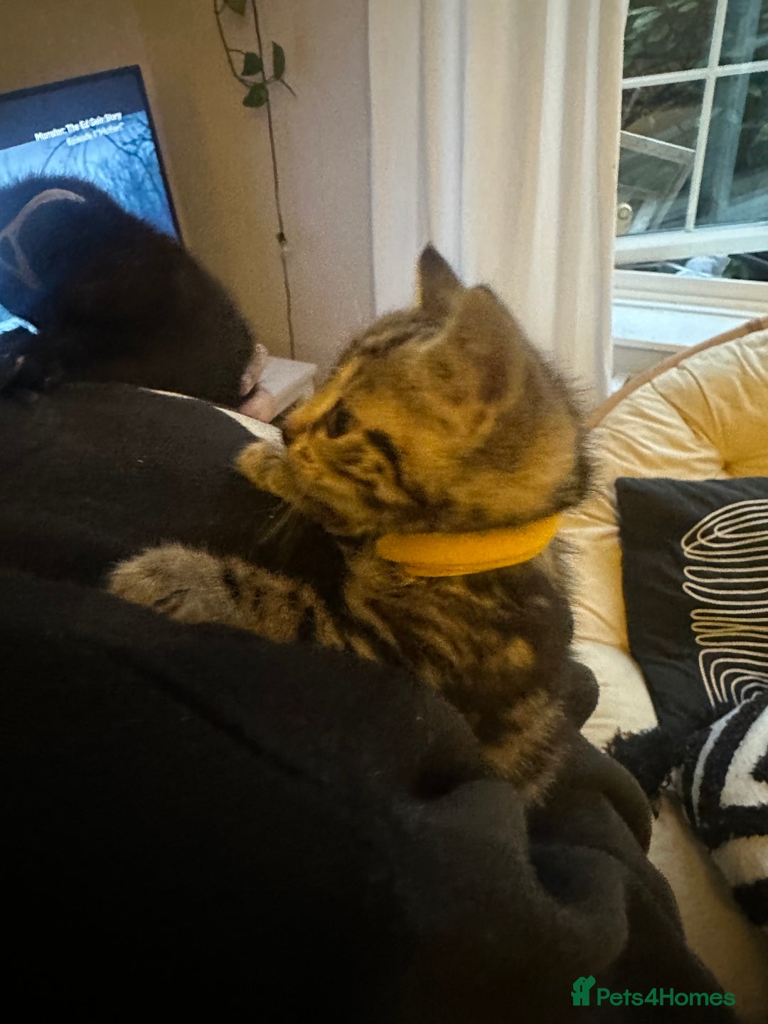 Mixed Breed cats for sale: 3 Beautiful Kittens Remaining  - Image 20