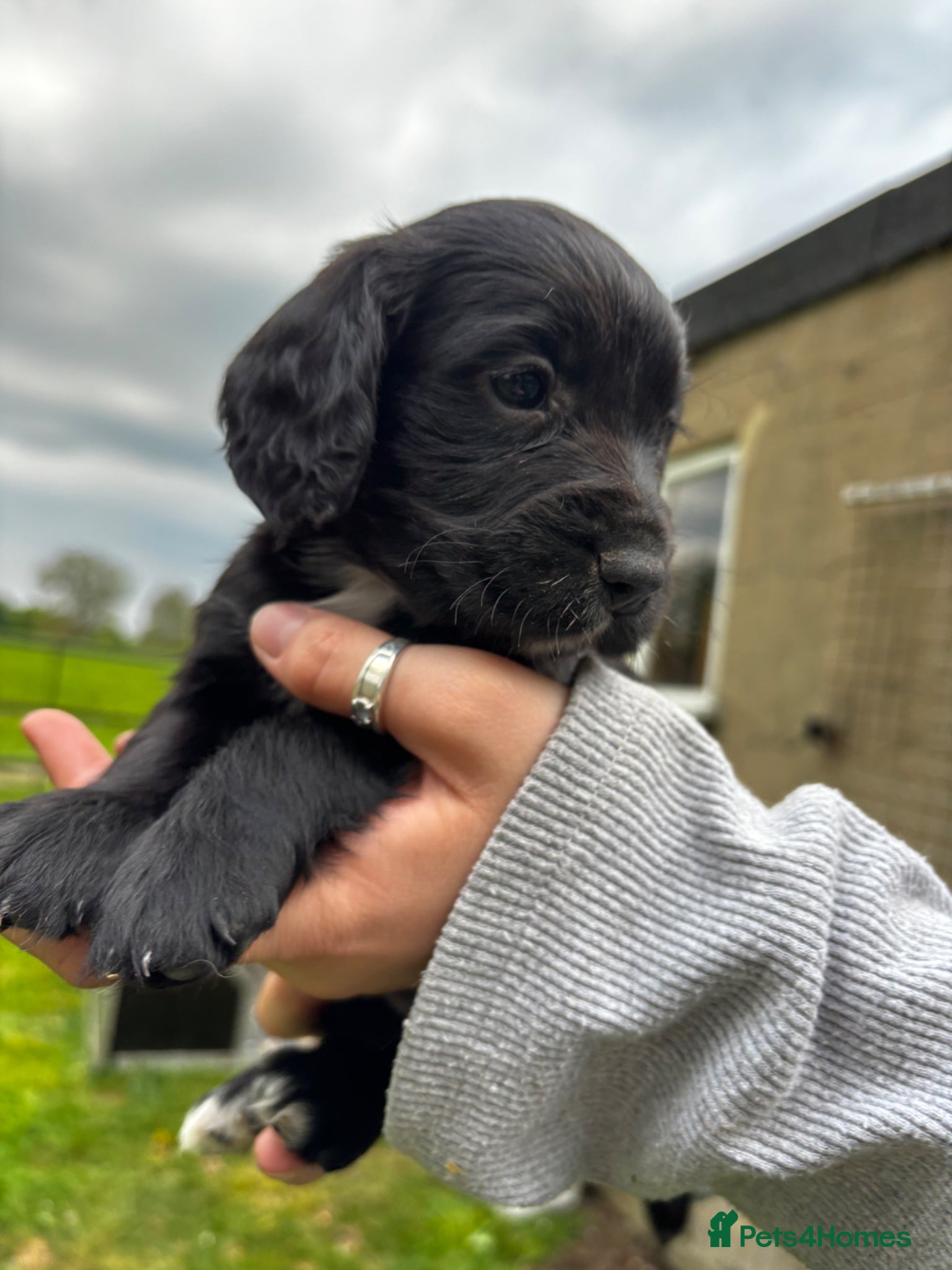 Cocker Spaniel dogs for sale: Beautiful KC Working Cockers looking for homes - Advert 9