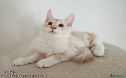 Maine Coon cats for sale: Two Cream Boys ES23 from Fluffy Dreams MCO - Image 4