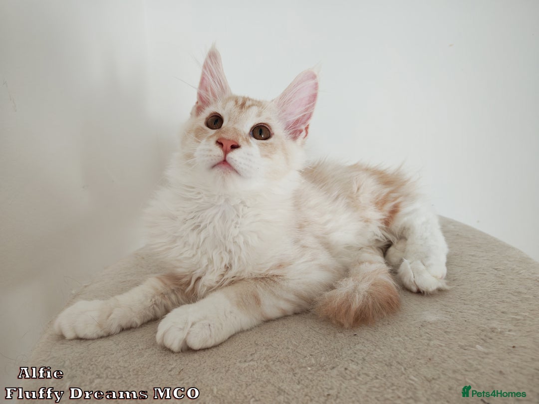Maine Coon cats for sale: Two Cream Boys ES23 from Fluffy Dreams MCO - Image 4