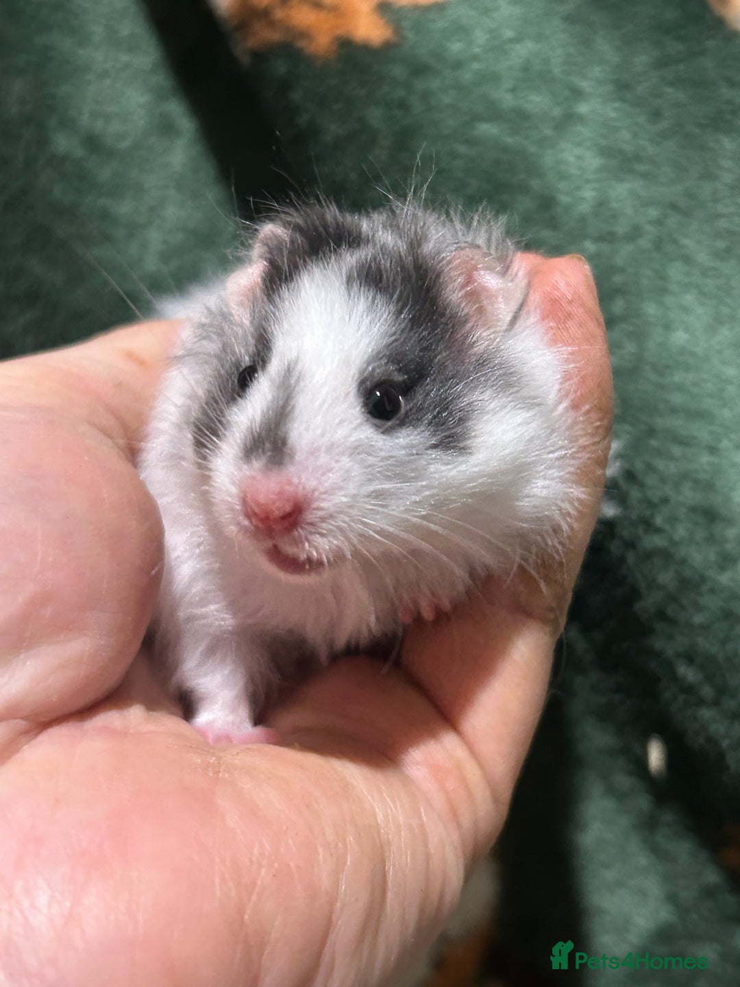 Hamster rodents for sale: Super Friendly Baby Hamsters  - Advert 6