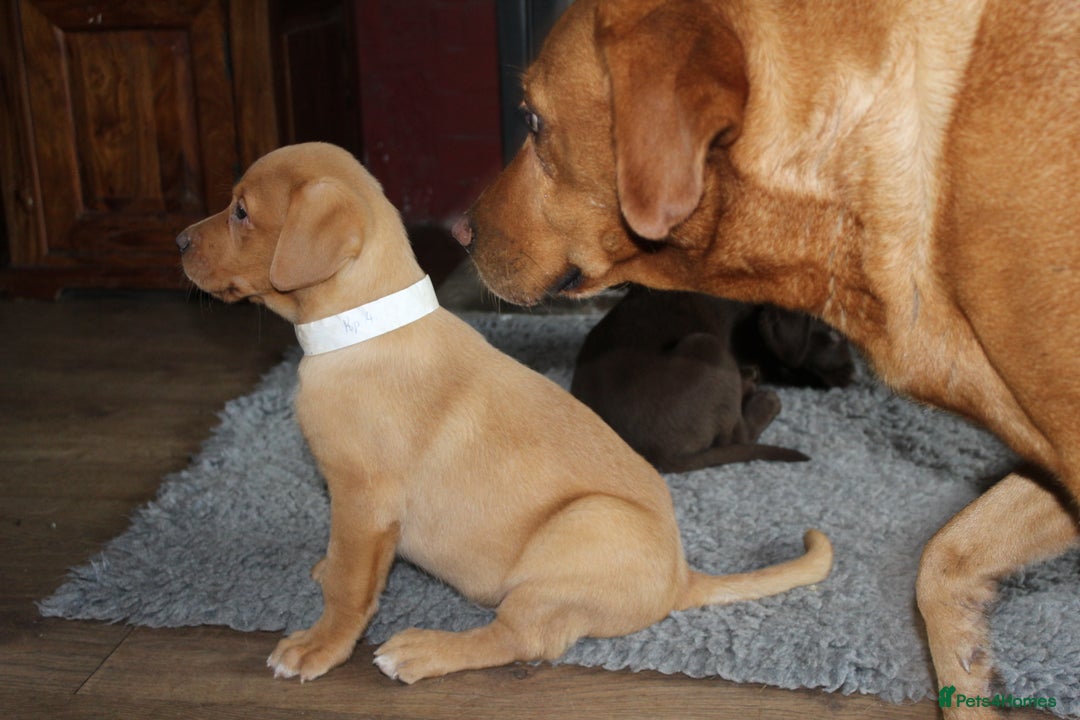 Labrador Retriever dogs for sale: Labrador Pupsfor Sale – Yellow, Chocolate, Black  - Image 39