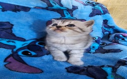 Scottish Fold cats for sale: Two boys Scotitish fold - Image 5