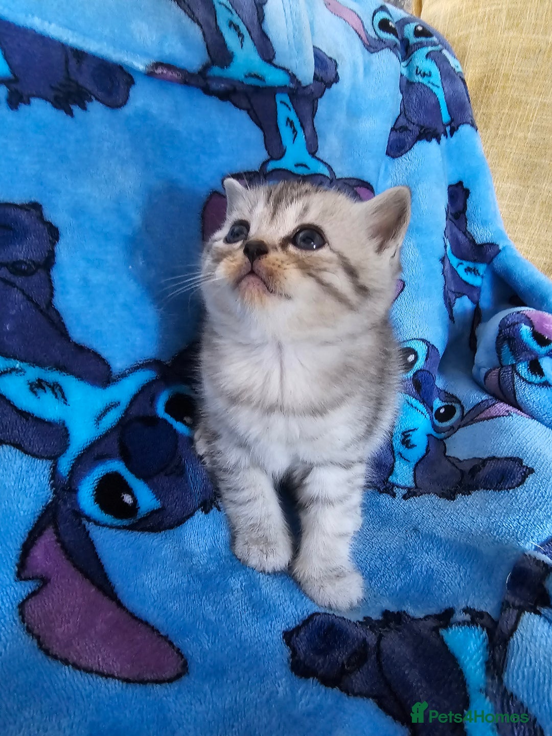 Scottish Fold cats for sale: Two boys Scotitish fold - Image 5